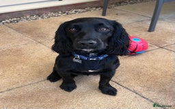 Cocker Spaniel dogs for sale: Cocker spaniel in need of a new home - Image 1