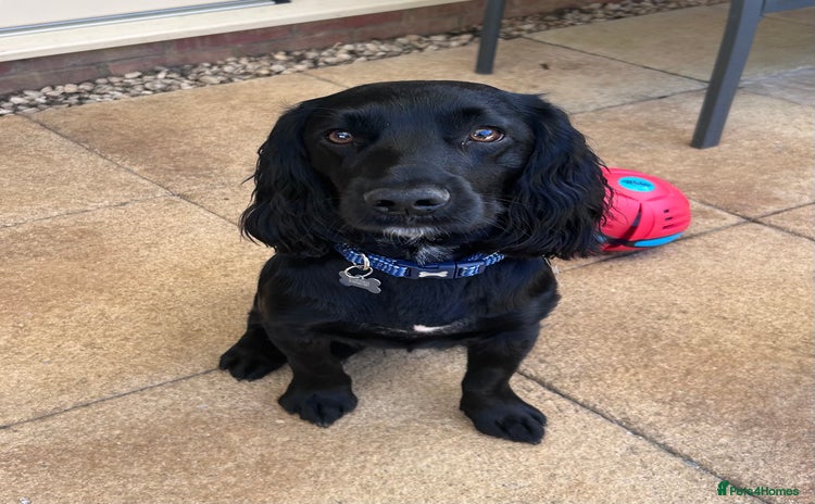 Cocker Spaniel dogs - Advert 3