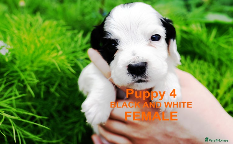 Cocker Spaniel dogs - Advert 4