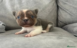 French Bulldog dogs for sale: Rare lilac and tan pied stunning visual fluffy  - Image 3