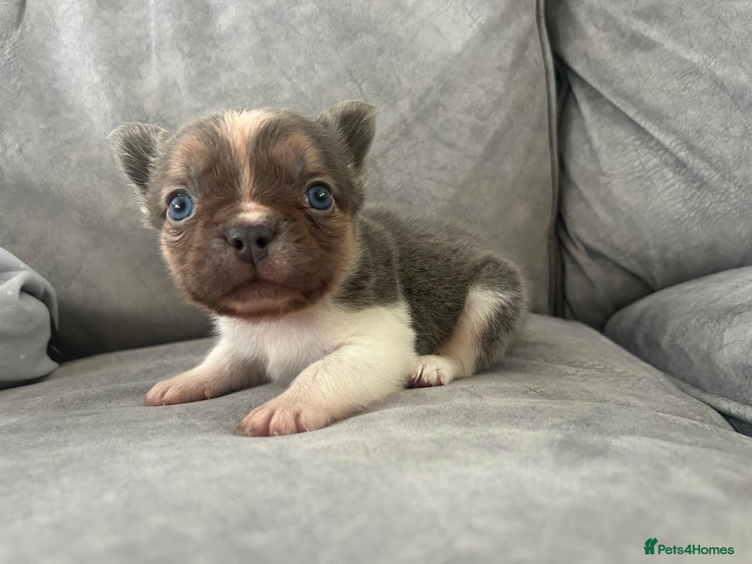 French Bulldog dogs for sale: Rare lilac and tan pied stunning visual fluffy  - Image 3