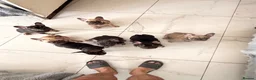 French Bulldog dogs for sale: French Bulldog Puppies Ready for Forever Home - Advert 12