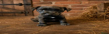 Jack Russell 4