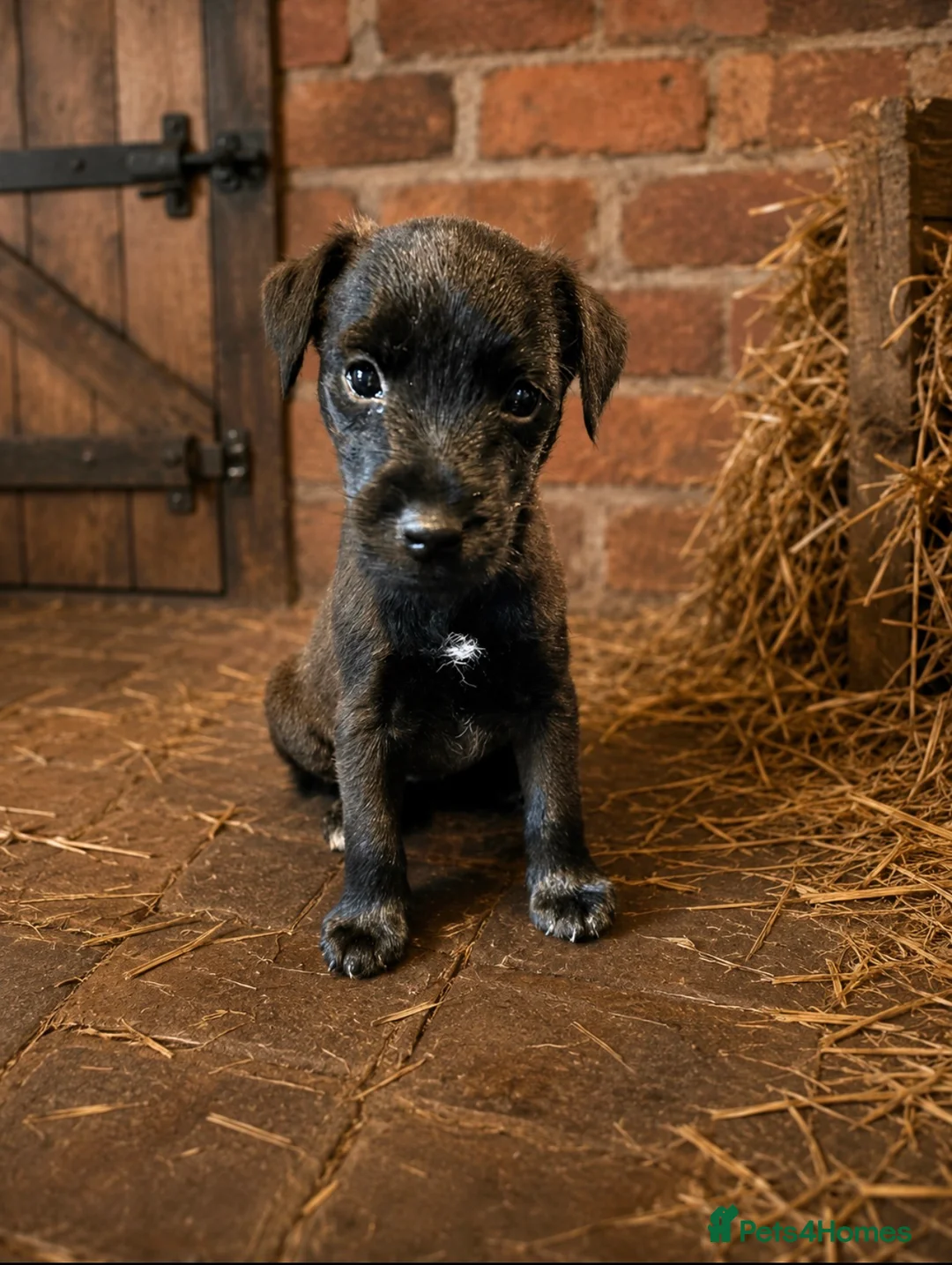 Jack Russell dogs for sale: Ready to go stunning Jack Russell pups  - Advert 2
