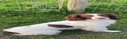 English Springer Spaniel dogs for sale: Springer Spaniel  in Amersham - Advert 4