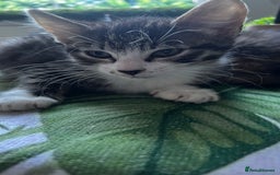 Bengal cats for sale: 2Beautiful kittens Left - Image 6