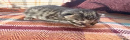 Mixed Breed cats for sale: Beautiful British Shorthaired Cross Kittens - Advert 8