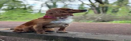 Cocker Spaniel dogs for sale: Working cocker spaniel puppies  in Stroud - Advert 1
