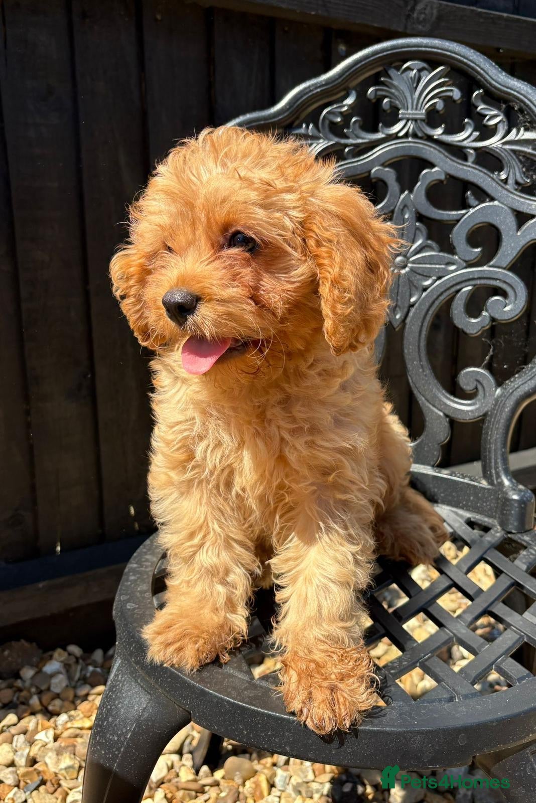 Cavapoo dogs REDUCED Beautiful f1 cavapoo puppy - Advert 1