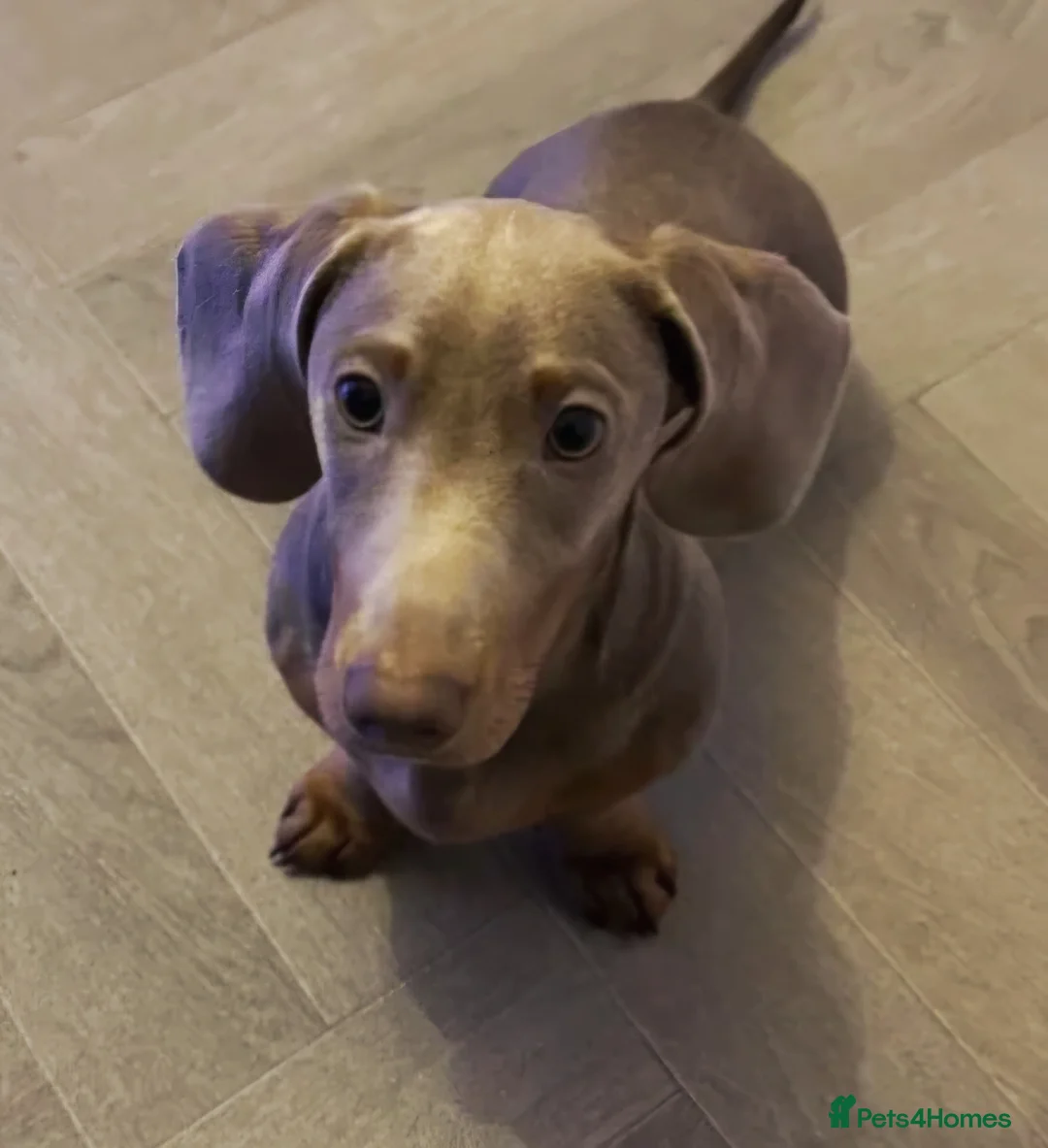 Dachshund dogs for sale: Male 7 month old miniature daschhund  in Margate - Advert 2