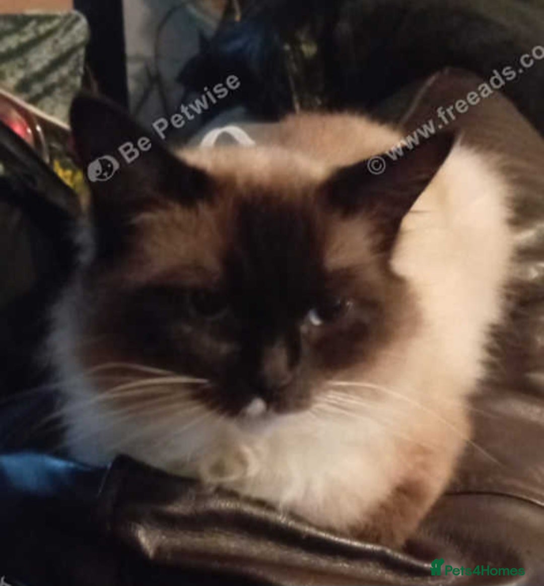 Ragdoll cats for sale: Beautiful blue point Ragdoll  - Image 5
