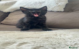 American Shorthair cats for sale: American short haired cross Norwegian forest cat - Image 13