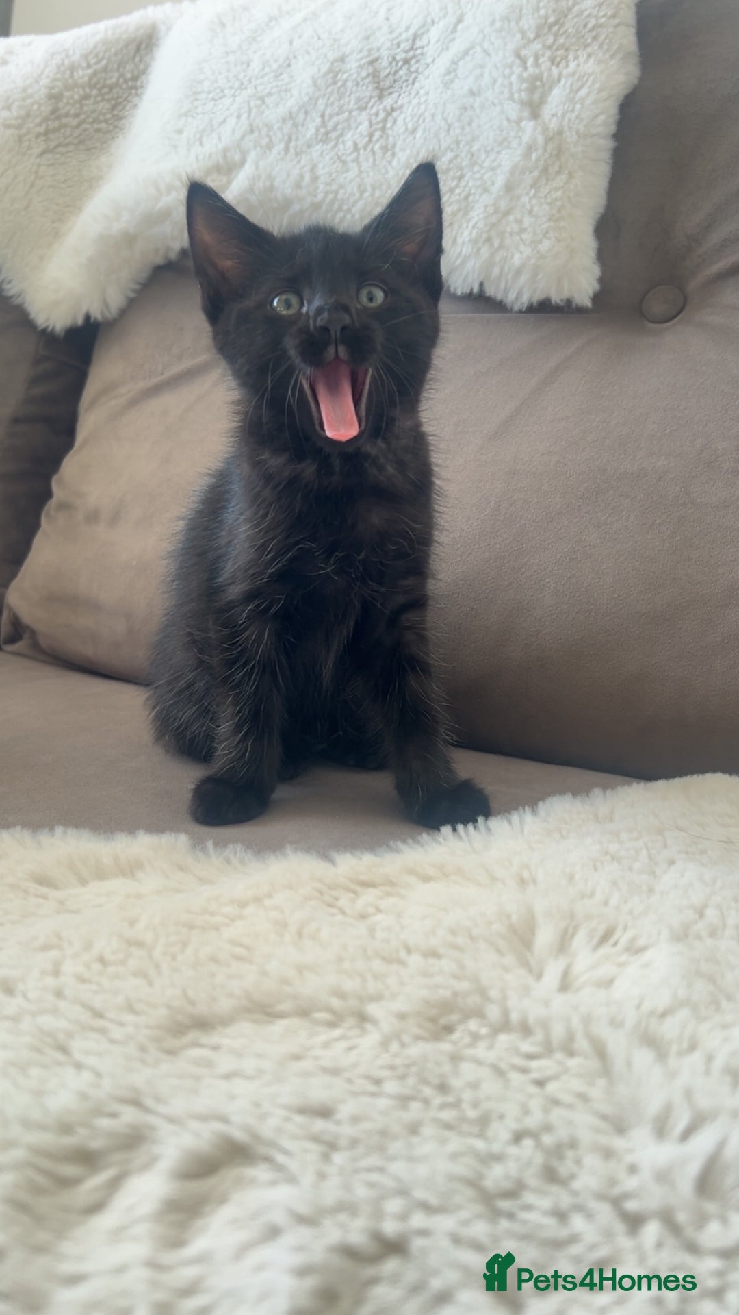 American Shorthair cats for sale: American short haired cross Norwegian forest cat - Image 13
