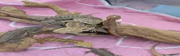 Bearded Dragon reptiles for sale: Baby bearded dragons Very friendly. German Giant X - Advert 3