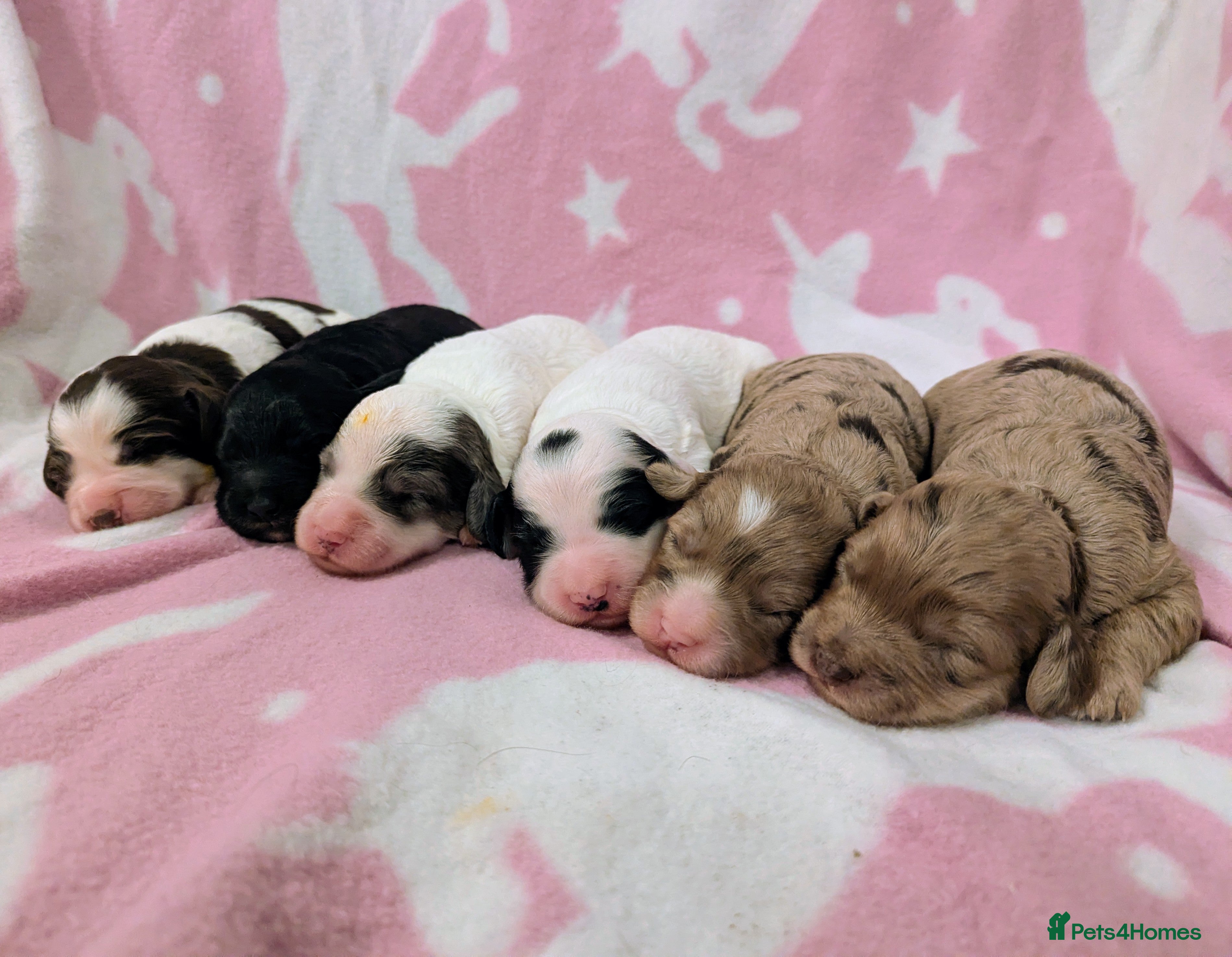 Cockapoo dogs Stunning Cockapoo Puppies - Advert 2