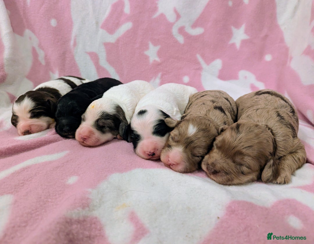 Cockapoo dogs for sale: Stunning Cockapoo Puppies Fully DNA health tested - Advert 1