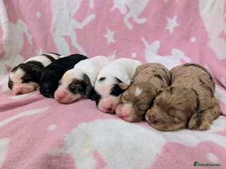 Cockapoo dogs Stunning Cockapoo Puppies - Advert 2