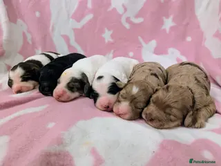 Cockapoo dogs Stunning Cockapoo Puppies Fully DNA health tested - Advert 5