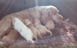 Cockapoo dogs for sale: F1B 5 STAR HEALTH CHECKED STUNNING COCKERPOOS  - Image 10