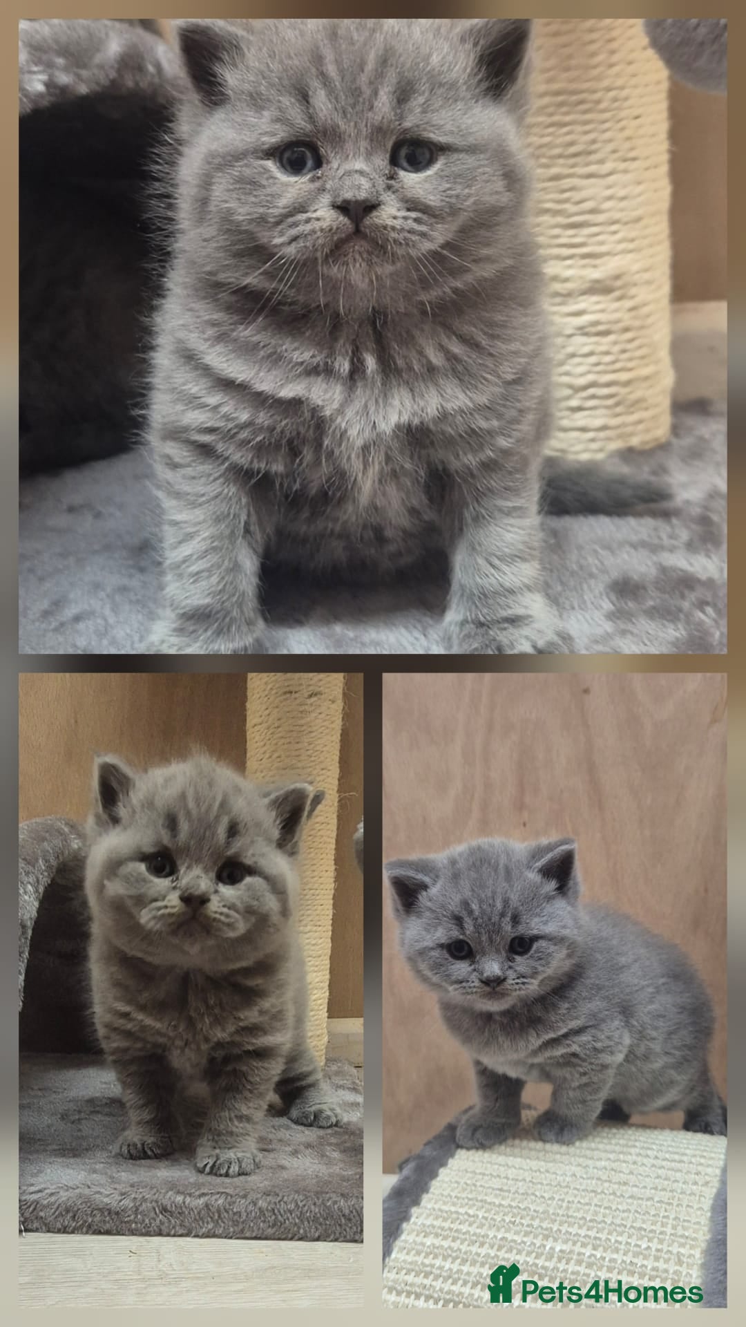 British Shorthair cats STUNNING GCCF BSH BLUE BOY KITTENS - Advert 11