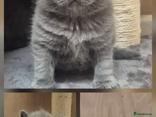 British Shorthair cats STUNNING GCCF BSH BLUE BOY KITTENS - Advert 3