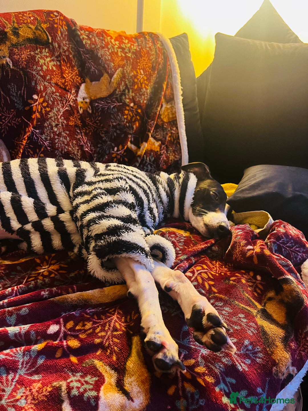 Whippet dogs for sale: Sweet Female Whippet - Advert 10