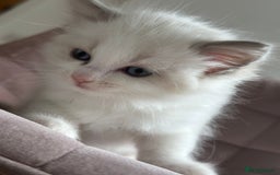 Ragdoll cats for sale: Gorgeous Balls Of Fluff 🥰😻🤗 - Image 21