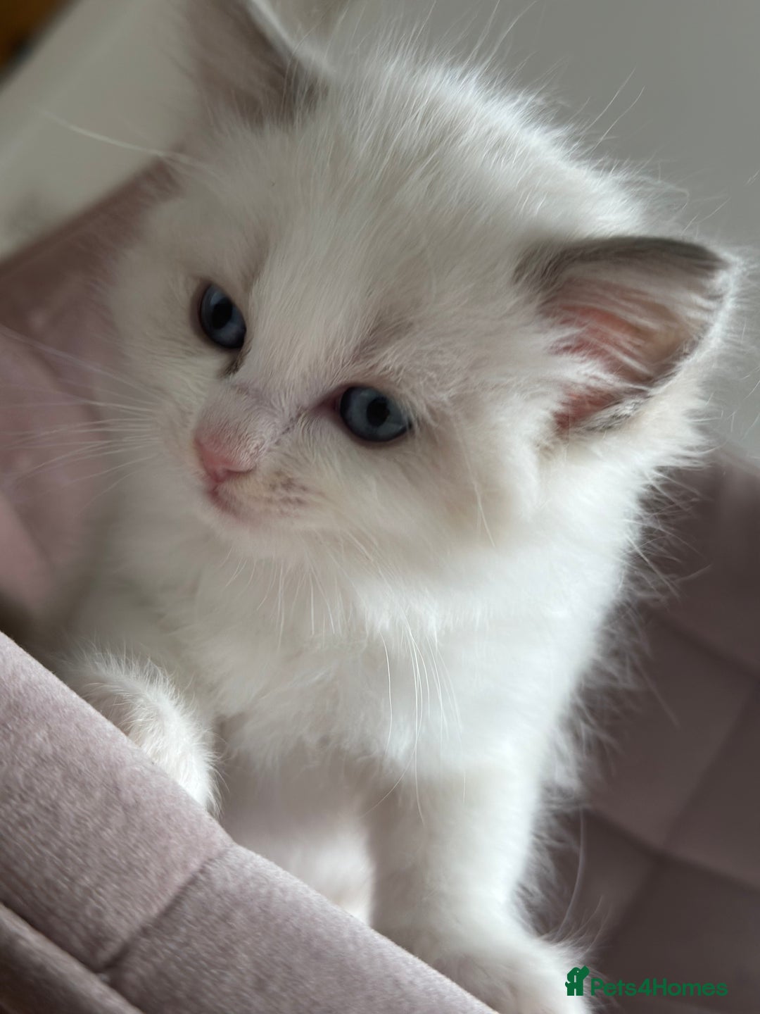 Ragdoll cats for sale: Gorgeous Balls Of Fluff 🥰😻🤗 - Image 21