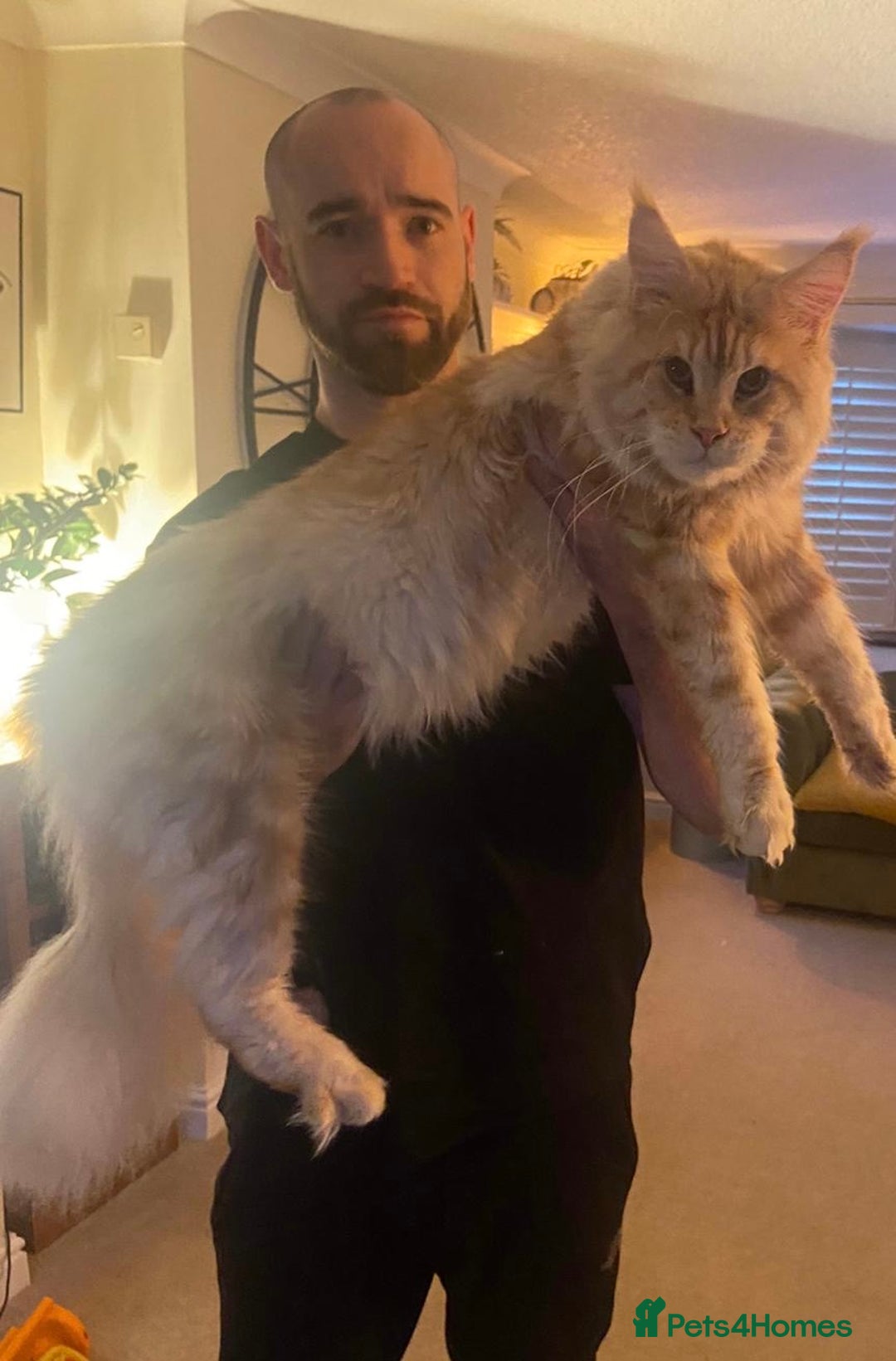 Maine Coon cats for sale: Maine Coon Kittens  - Image 15