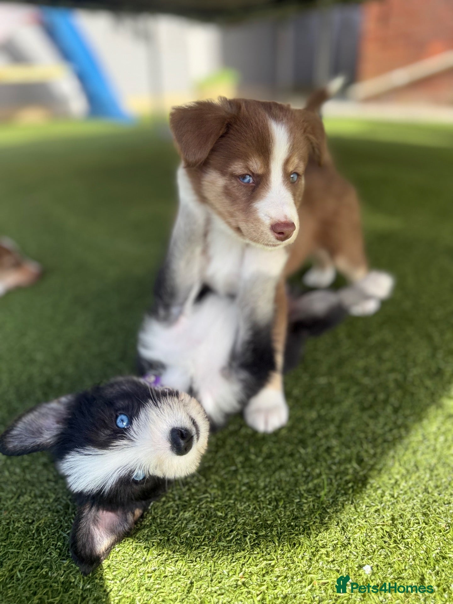 Mixed Breed dogs Labradoodle × Siberian Husky Puppies - Advert 20