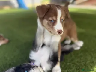 Mixed Breed dogs Labradoodle × Siberian Husky Puppies - Advert 2