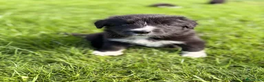 Border Collie 2