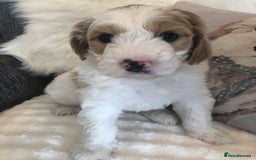 Goldendoodle dogs for sale: Goldendoodle Double Doodle pup ready to go🐾 - Image 13
