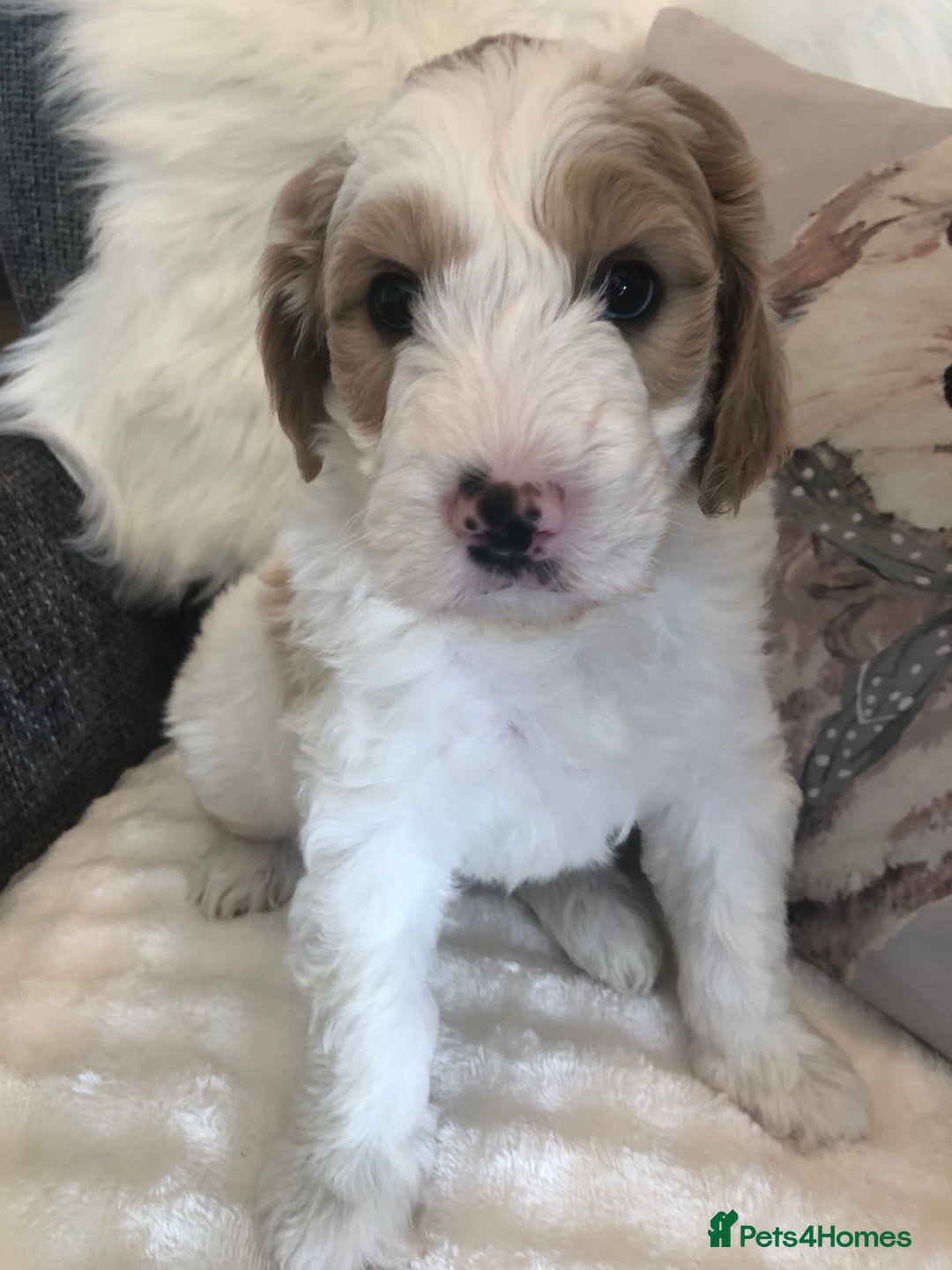 Goldendoodle dogs for sale: Goldendoodle Double Doodle pup ready to go🐾 - Image 13