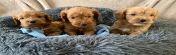 Cockapoo dogs for sale: Stunning red toy cockapoo puppies  - Advert 9