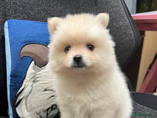 Pomsky dogs F4 Toy Pomsky Puppies - Advert 1