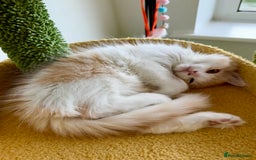 Munchkin cats for sale: ⭐️⭐️-3x TICA Munchkins - Super Short Legs-⭐️⭐️  - Image 21