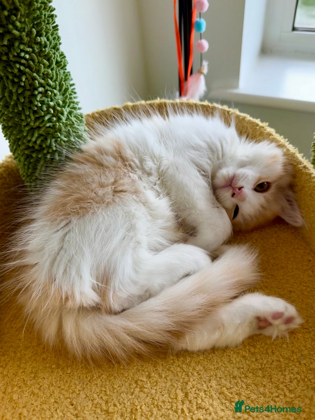 Munchkin cats for sale: ⭐️⭐️-3x TICA Munchkins - Super Short Legs-⭐️⭐️  - Image 21