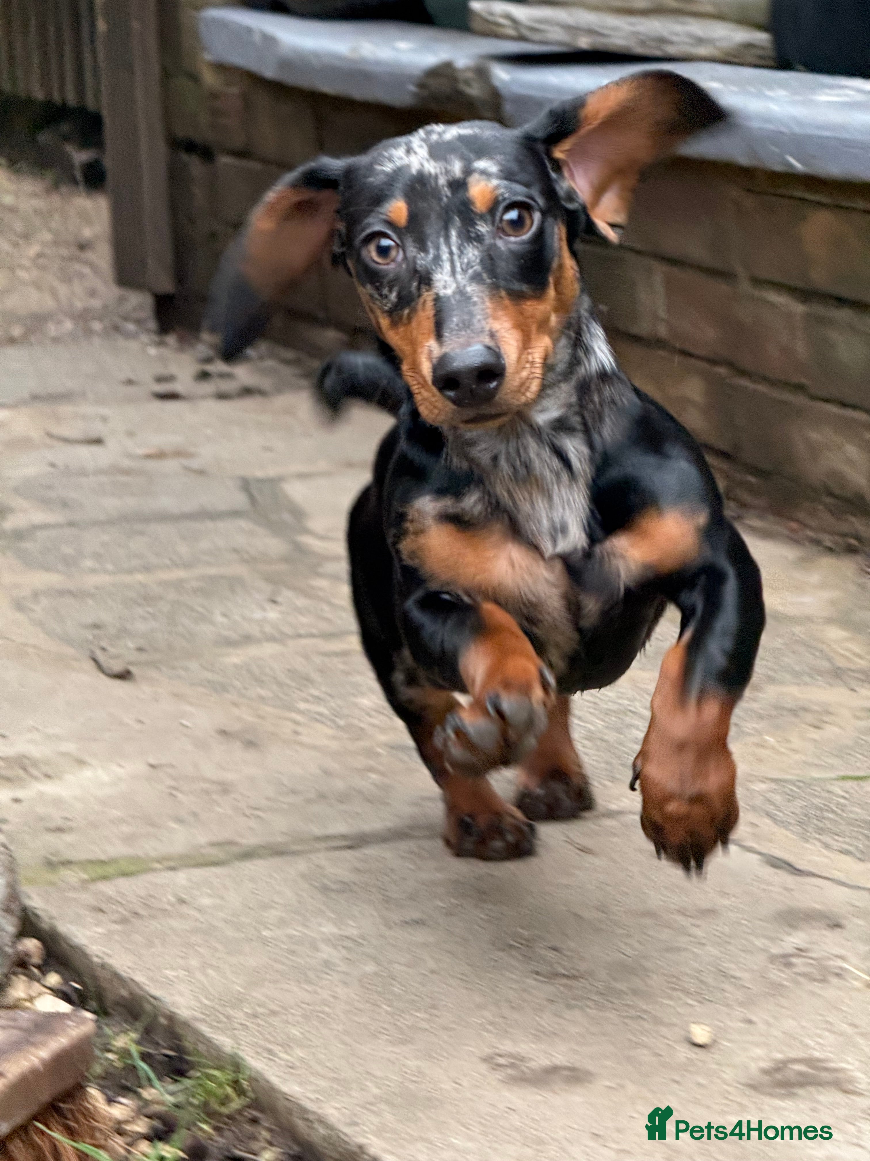 Miniature Dachshund dogs Miniature dachshund boy 💙 - Advert 1