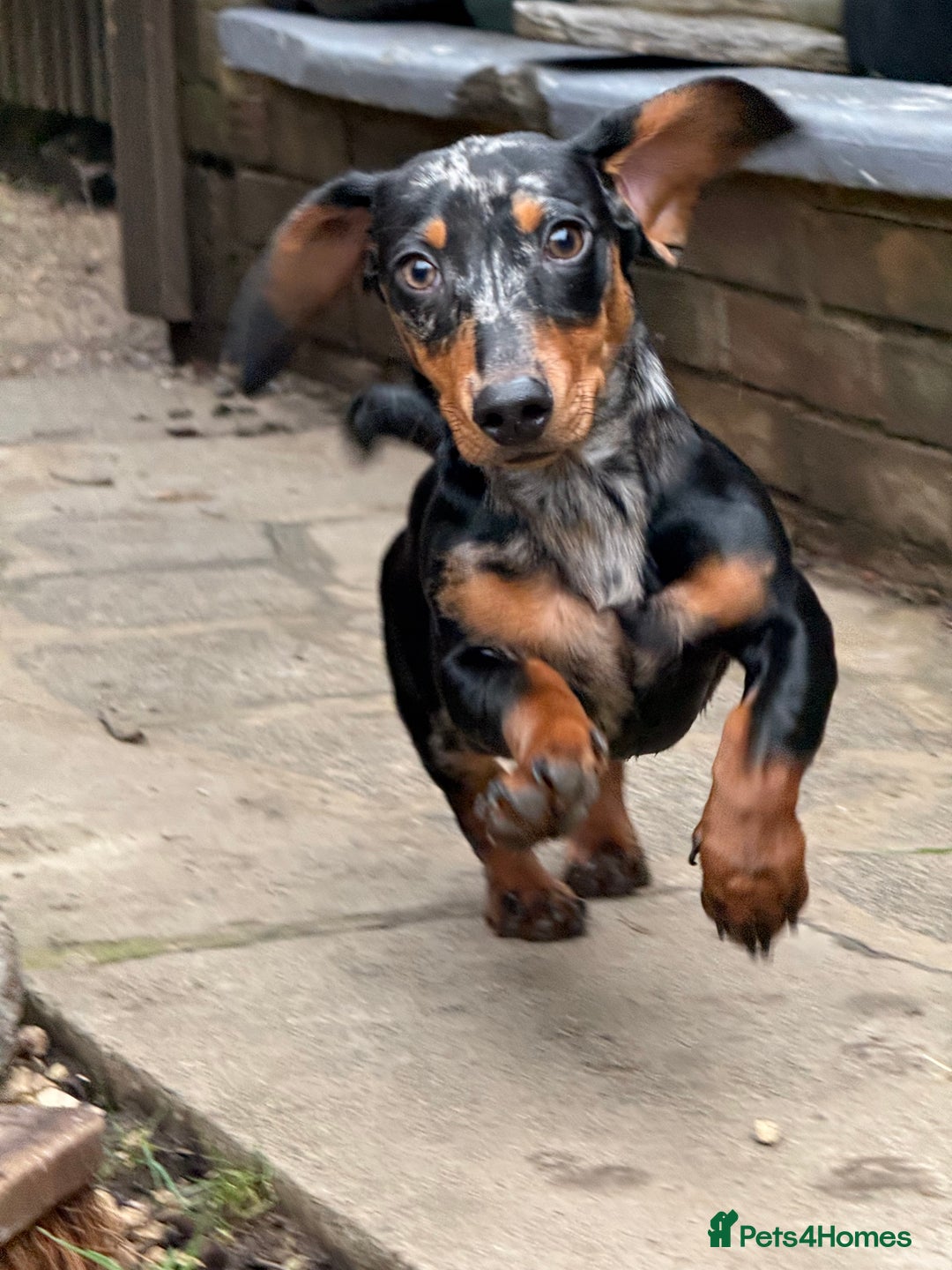 Miniature Dachshund dogs for sale: Miniature dachshund boy 💙 - Advert 1
