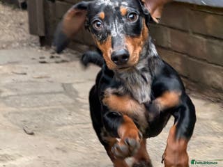 Miniature Dachshund dogs Miniature dachshund boy 💙 - Advert 1