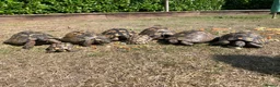 Tortoise reptiles for sale: Spur-Thigh Tortoise (Testudo Graeca) - Advert 4