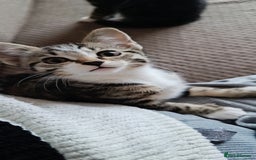 European cats for sale: Two girls  - Image 2