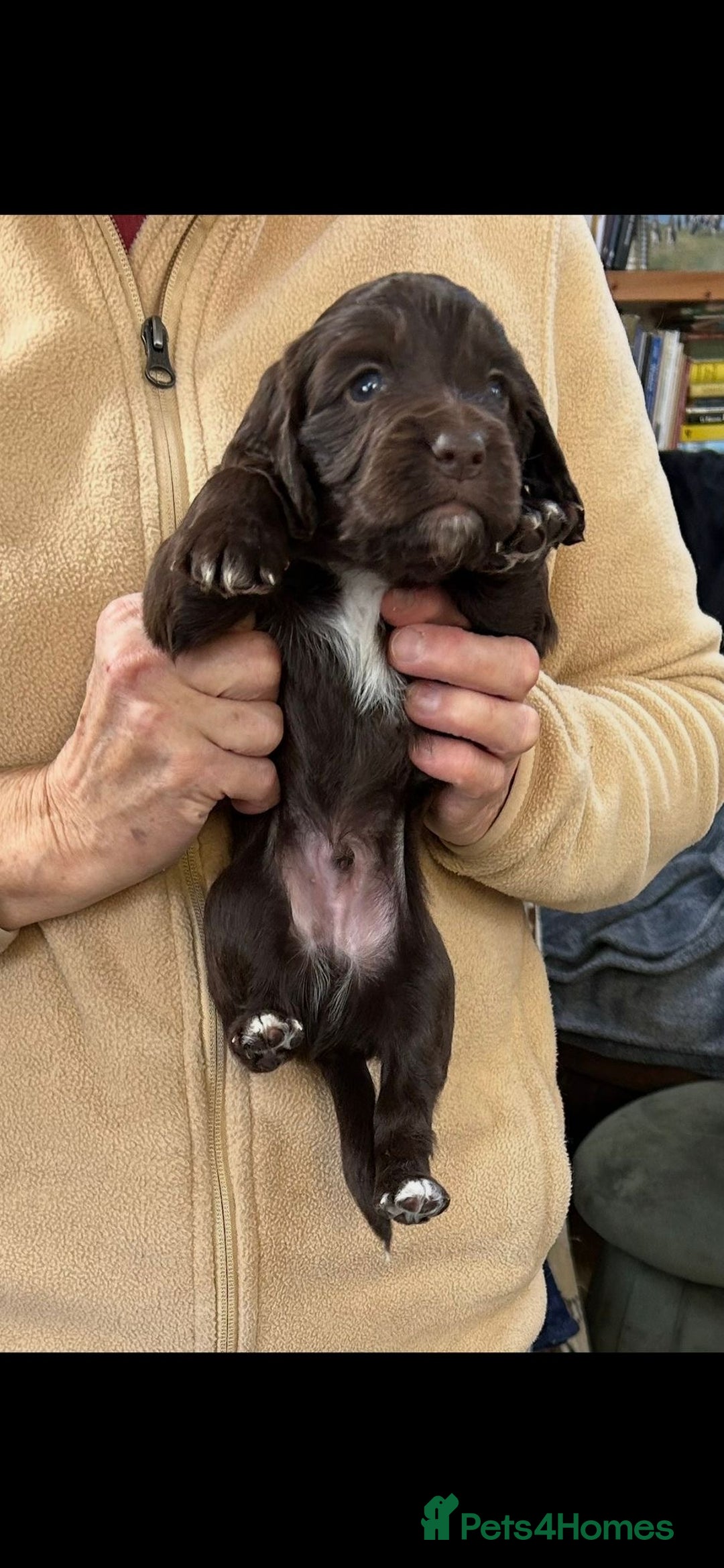 Cocker Spaniel dogs for sale: English Working Cocker Spaniel - Advert 5