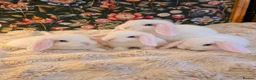 Mini Lop rabbits for sale: 3 beautiful baby Mini Lop girls🤍🐰  in Southport - Advert 1