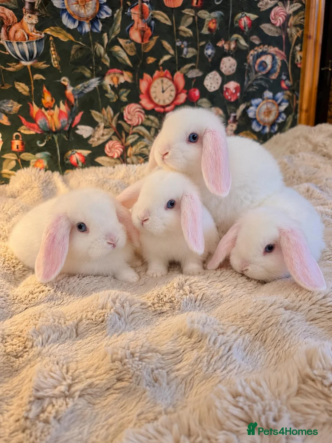 Mini Lop rabbits for sale: 3 beautiful baby Mini Lop girls🤍🐰  in Southport - Advert 1
