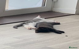Domestic Shorthair cats for sale: Kittens available for adoption - Image 2