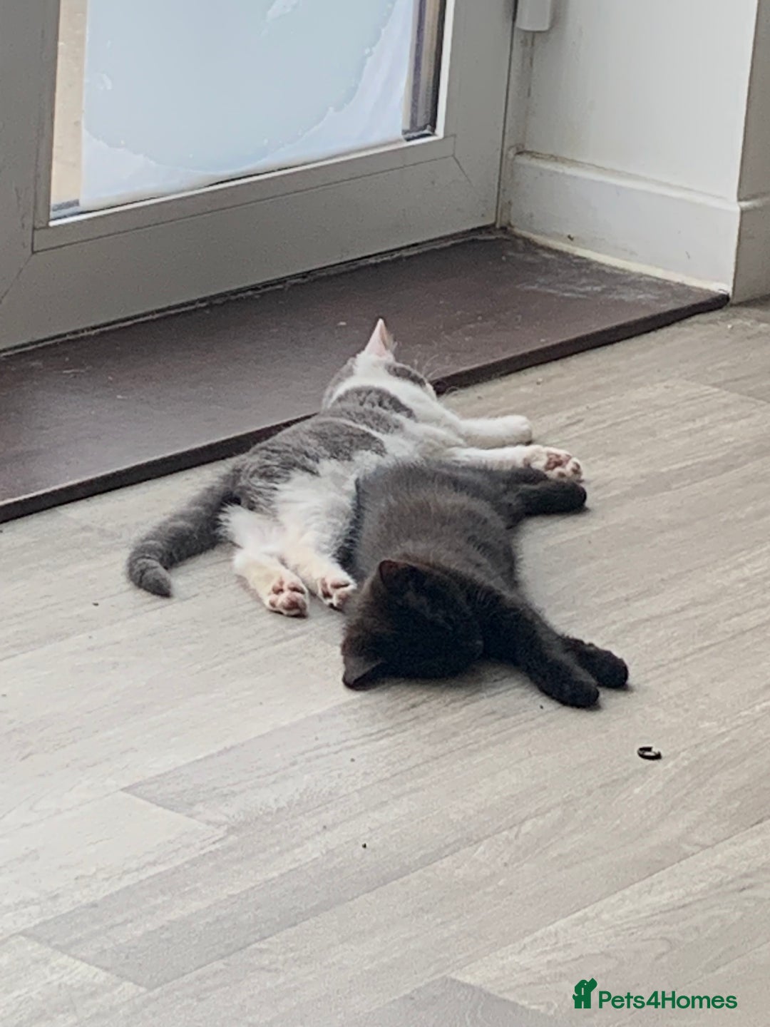 Domestic Shorthair cats for sale: Kittens available for adoption - Image 2