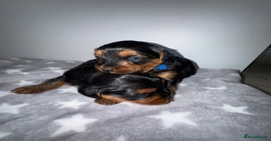 Yorkiepoo dogs - Advert 2