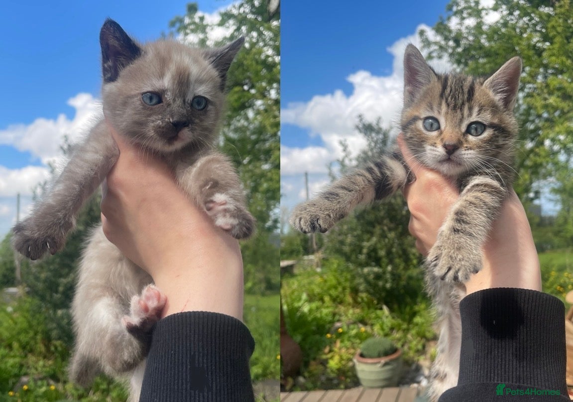 Mixed Breed cats Bengal and Russian Blue Mixed Kittens - Advert 6